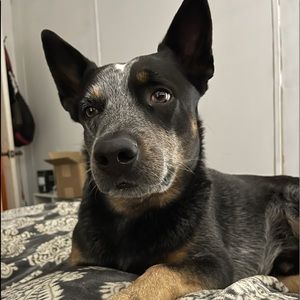 Meet your Posher, Hayley